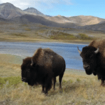 Keindahan The Bison Paddock Loop