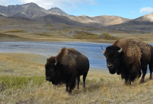 Keindahan The Bison Paddock Loop