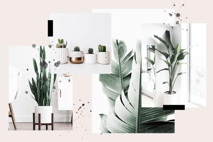 Plants minimalist liketogirls